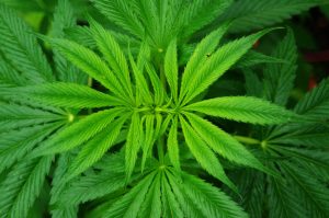 Foto Cannabis Sativa - Die Pflanze enthält unter anderem CBD